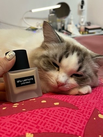 Celia Mok-shu uemura 植村秀unlimited 無限輕透持妝粉底液 (小方瓶 2.0)_2